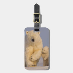 ijsbeer, Ursus maritimus, zeug met pasgeboren jong Bagagelabel