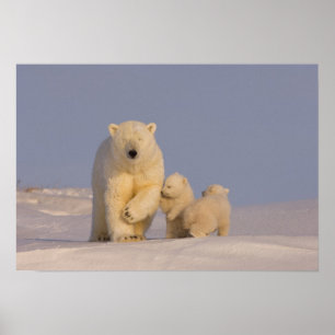 ijsbeer, Ursus maritimus, zeug met pasgeborene Poster