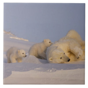 ijsbeer, Ursus maritimus, zeug speelt Tegeltje