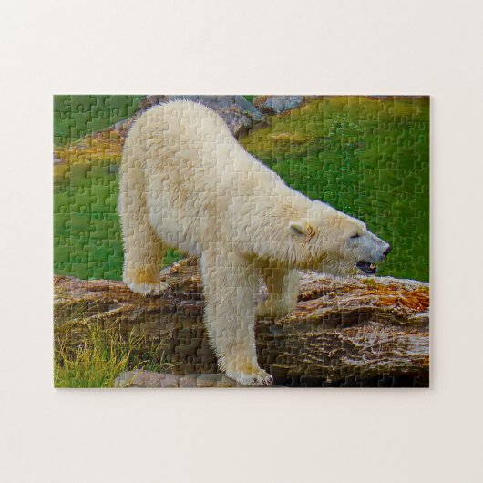IJsberen. Legpuzzel (Horizontaal)