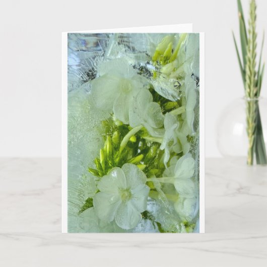 ijsbloesems, kaart (Voorkant)
