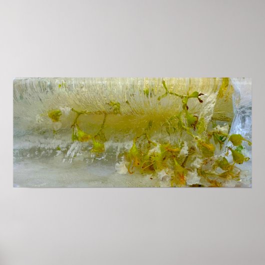 ijsbloesems, poster (Voorkant)