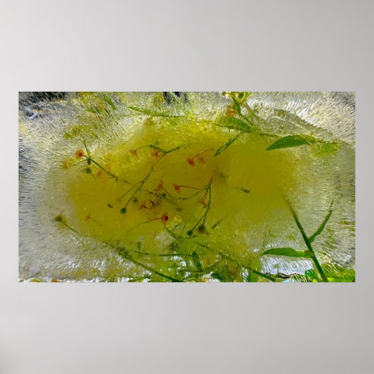 ijsbloesems, poster (Voorkant)