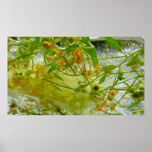 ijsbloesems, poster