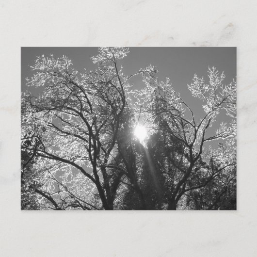 ijsboom briefkaart (Voorkant)