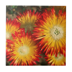 IJskruid (Lampranthus Aureus) in bloei Tegeltje