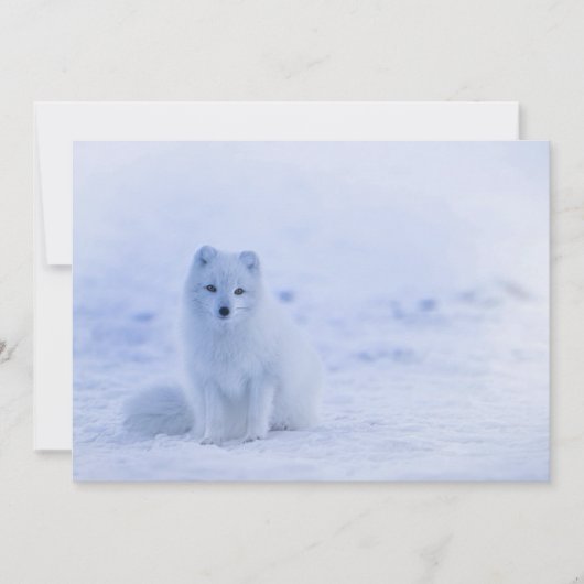 IJsland Arctic Fox (Voorkant)