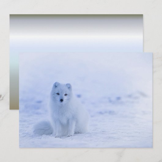 IJsland Arctic Fox (Voorkant / Achterkant)