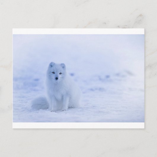 IJsland Arctic Fox Briefkaart (Voorkant)