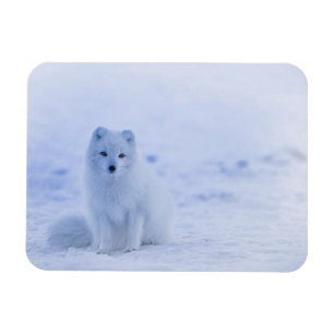IJsland Arctic Fox Magneet