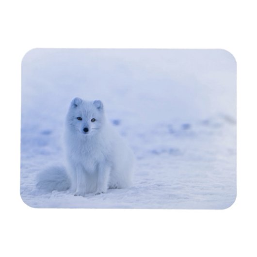 IJsland Arctic Fox Magneet (Horizontaal)