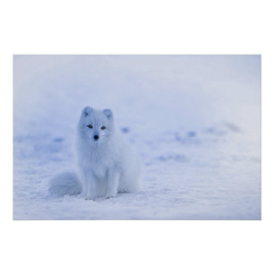 IJsland Arctic Fox Perfect Poster