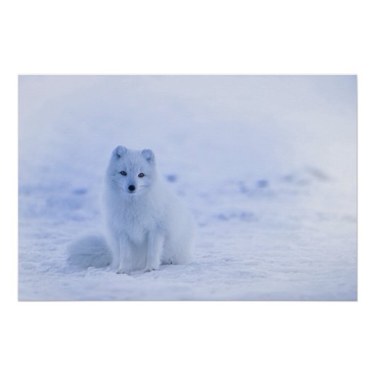 IJsland Arctic Fox Perfect Poster (Voorkant)