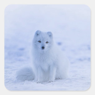 IJsland Arctic Fox Vierkante Sticker