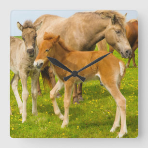 IJsland. Dyrholaey. IJslandse paardenfokkerij Vierkante Klok