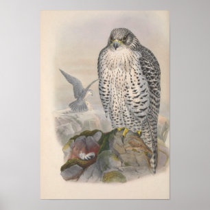  IJsland Falcon Bird Poster