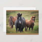 IJsland - paarden Briefkaart (Voorkant / Achterkant)