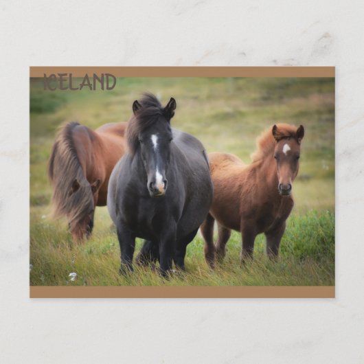 IJsland - paarden Briefkaart (Voorkant)