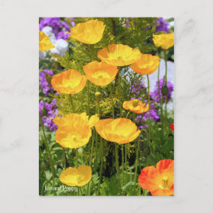 IJsland papaver [Briefkaart] Briefkaart