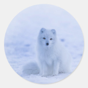 IJsland, poolvos, vos Ronde Sticker