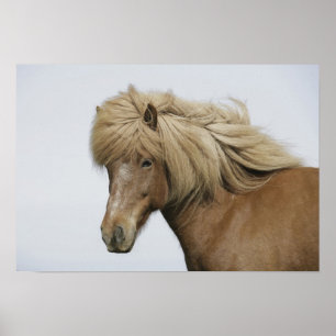 IJsland. Portret van een IJslands paard. Poster