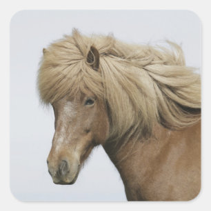 IJsland. Portret van een IJslands paard. Vierkante Sticker