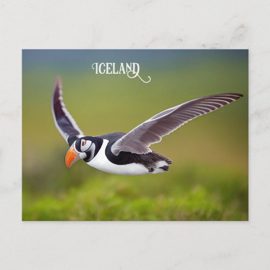 IJsland Puffin Briefkaart (Voorkant)