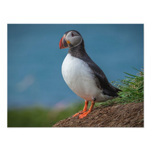 IJSLAND PUFFIN PHOTO FOTO AFDRUK (Voorkant)