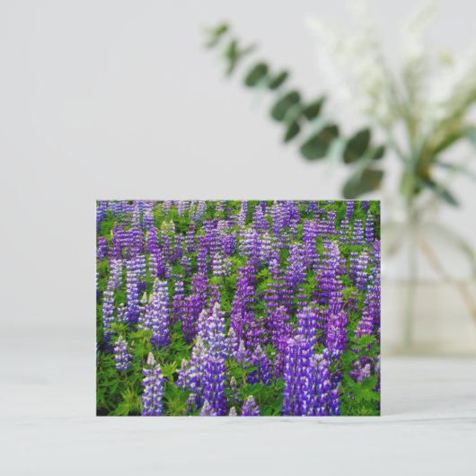 IJsland. Vik i Myrdal. Lupineveld Briefkaart (Staand voorkant)