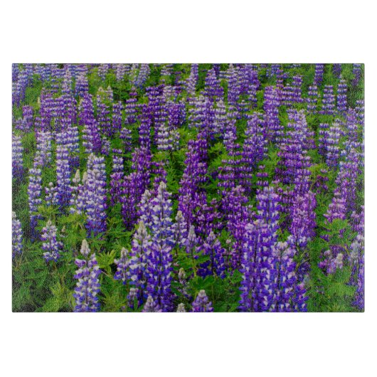 IJsland. Vik i Myrdal. Lupineveld Snijplank (Voorkant)