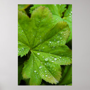 IJsland. Zuid-regio. Gullfoss Poster