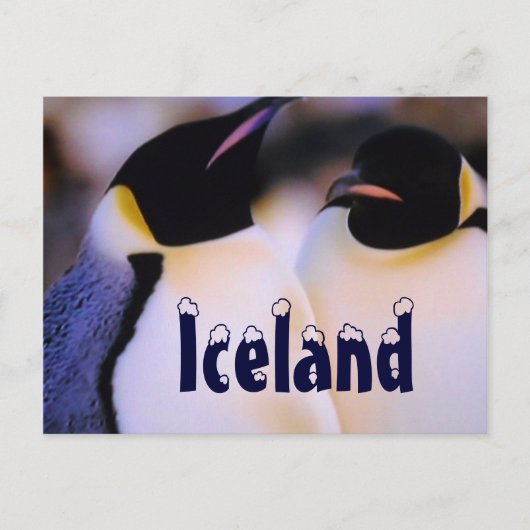 IJslands arctische pinguïns briefkaart (Voorkant)