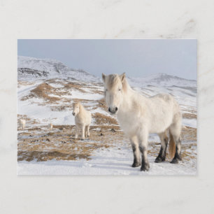 IJslands paard Blonduos, IJsland Briefkaart
