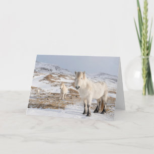 IJslands paard Blonduos, IJsland Kaart