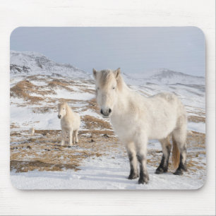 IJslands Paard   Blonduos, IJsland Muismat