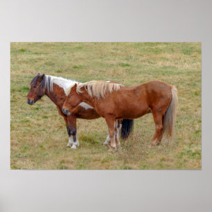 IJslands Paard Duo, IJsland Weiland Poster