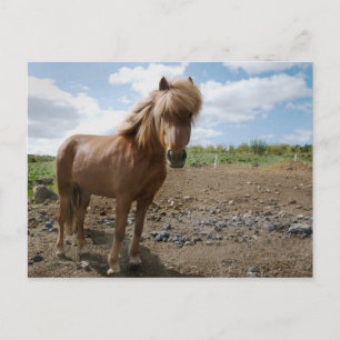 IJslands paard II Briefkaart