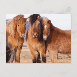 IJslands paard in de winter Briefkaart
