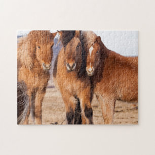 IJslands paard in de winter Legpuzzel