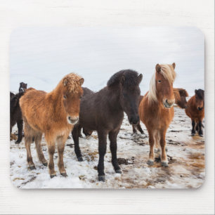 IJslands paard in de winter op IJsland Muismat