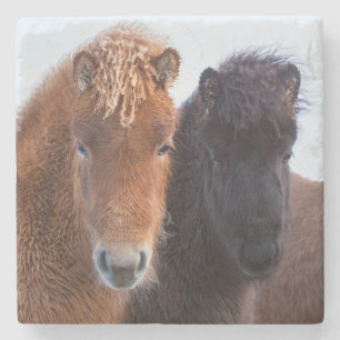 IJslands paard in de winter op IJsland Stenen Onderzetter