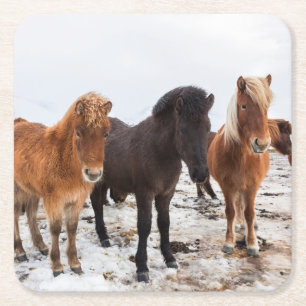 IJslands paard in de winter op IJsland Vierkante Kartonnen Onderzetter