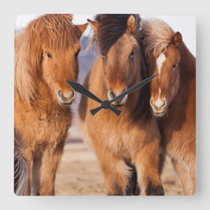 IJslands paard in de winter Vierkante Klok