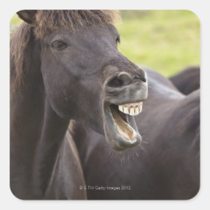 IJslands paard met grappige expressie Vierkante Sticker