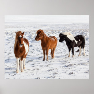 IJslands paard met typische winterjas Poster