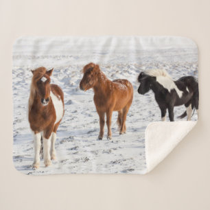 IJslands paard met typische winterjas Sherpa Deken