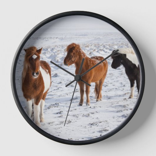 IJslands paard met typische winterkat (Voorkant)