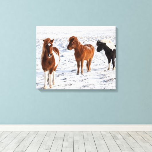 IJslands paard met typische winterkat Canvas Afdruk (Insitu (Houten vloer))