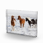 IJslands paard met typische winterkat Fotoblokken (Rechts)