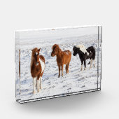 IJslands paard met typische winterkat Fotoblokken (Links)